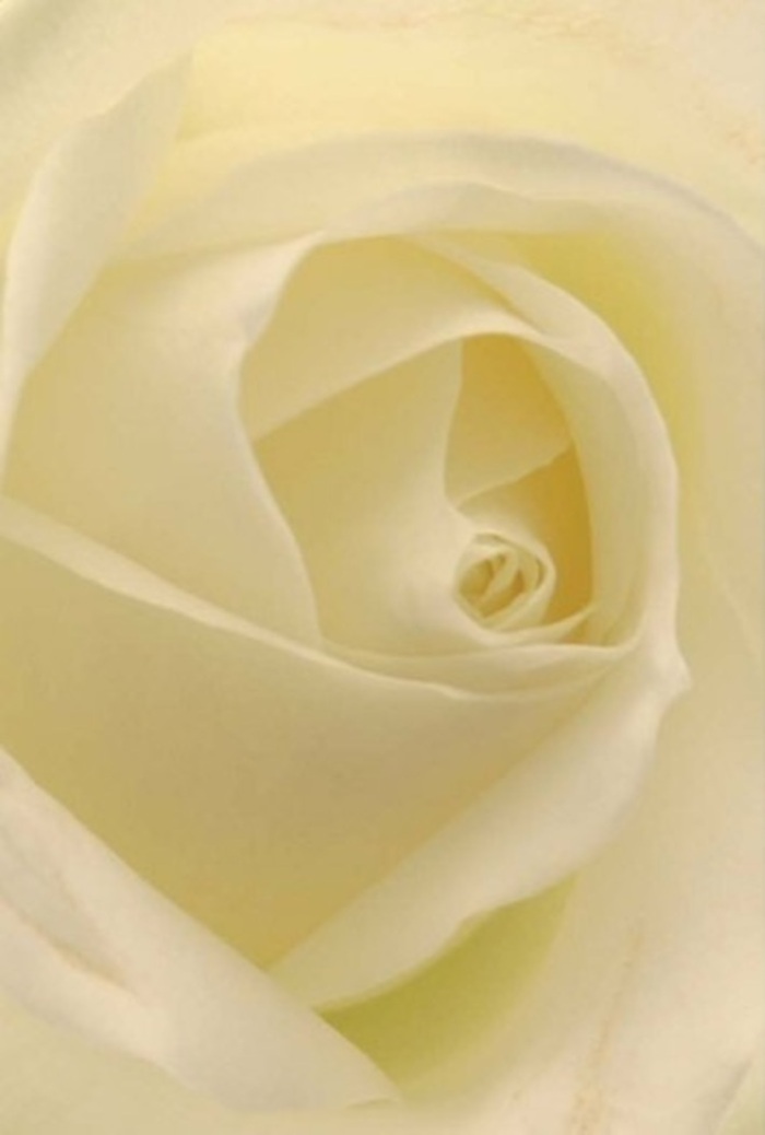 Viewed in close-up, this Earlsfield white rose is a lesson in quiet sophistication-a bloom whose subtle interplay of light and texture recalls the peaceful corners of the neighbourhood, from Earslfield Green to tranquil backyard gardens in SW18. Each petal, a harmonious blend of snowy white and buttery cream, is arranged in a spiraled embrace, mirroring the gentle, diffused lighting of a spring morning on Balham High Road. The rose's core reveals near perfect symmetry and a resilient softness, giving the bouquet a sense of purity and unspoken strength. This is the sort of flower that finds its place at life's special gatherings-a romantic gesture, the centrepiece for a wedding, or a sincere note of apology arriving on Garratt Lane. The bouquet whispers of understated elegance and local artistry; its subtle fragrance hangs in the air, fresh and calming, the essence of expert craftsmanship rooted in Earlsfield. The arrangement speaks not just in colour and shape, but in the gentle confidence of those who create meaningful celebrations for their community.
